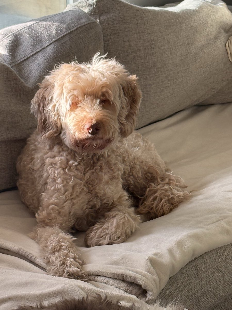 Earl of FrunkPuppy tweet media