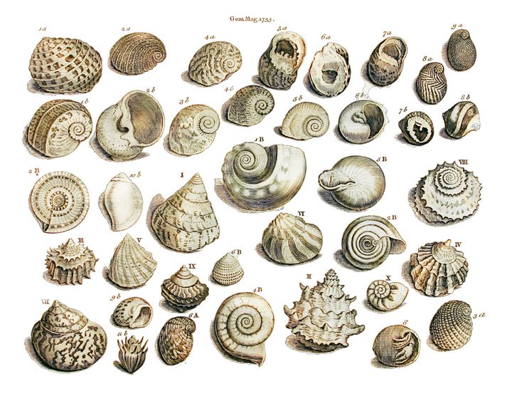 chacha6905's tweet photo. Art of the Day! "Sea Shell from Gentlemens Mag 1755". Buy at: https://t.co/9JtNpfi4BJ https://t.co/wjyMZvXDtF