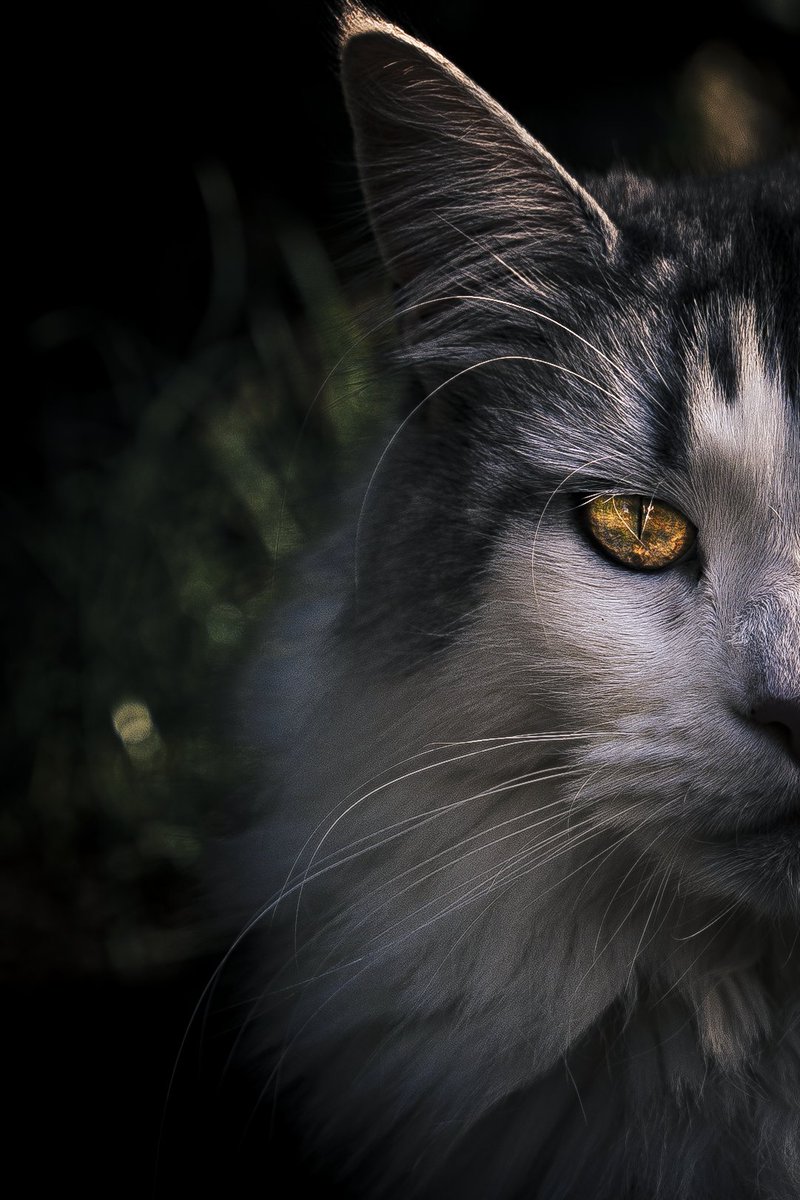 RyvoxFN's tweet photo. Shooting photos d'un Maine coon 📸 https://t.co/oomlqv0eKN