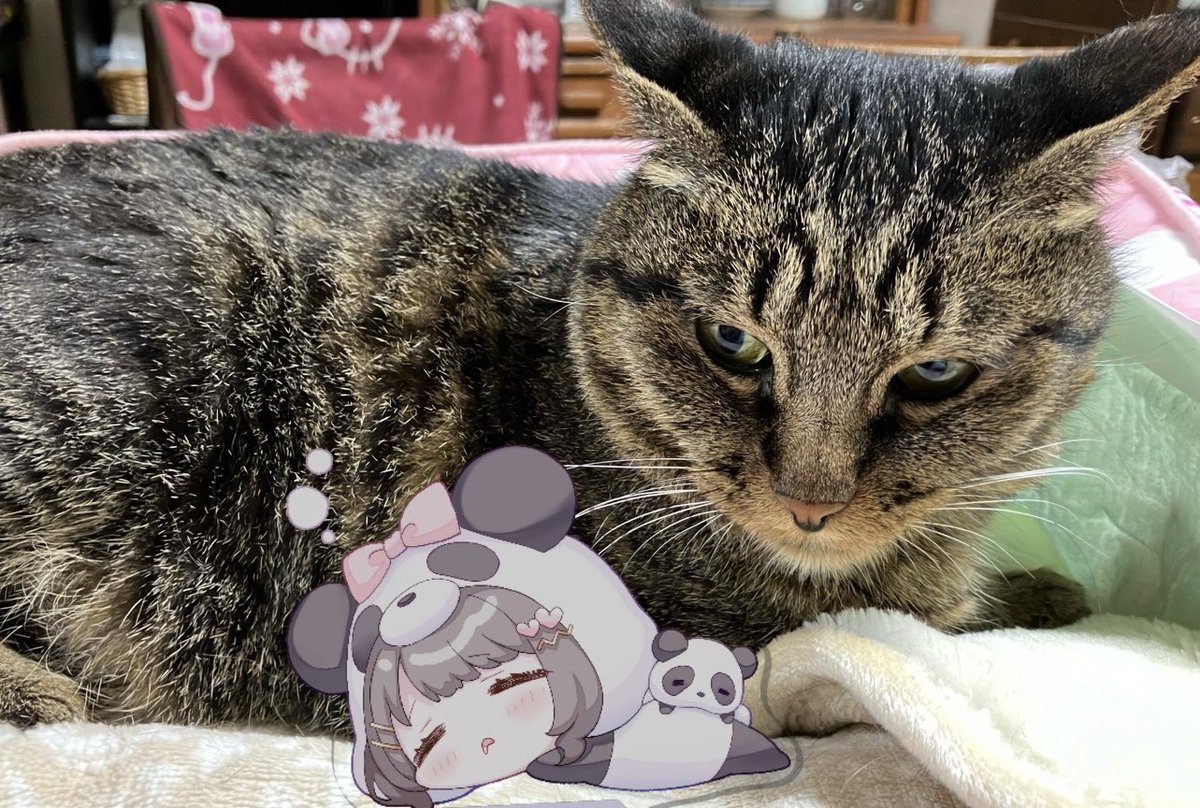 【猫が居る生活】 猫のいる暮らし おねむ…🐱