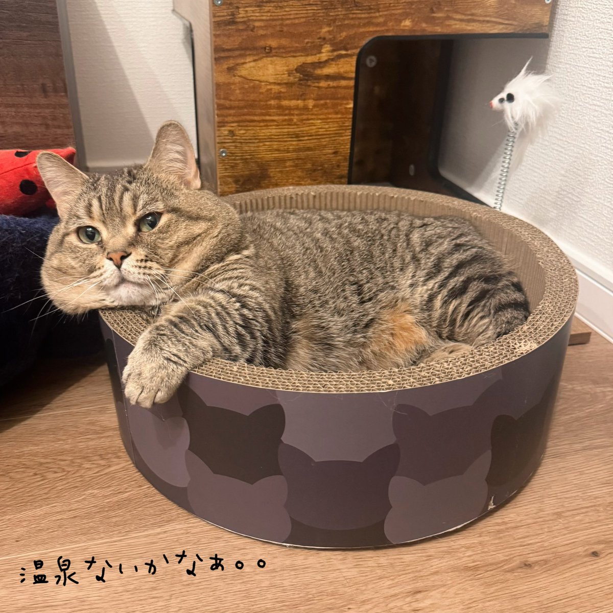 きなこ@なぽれおん tweet media