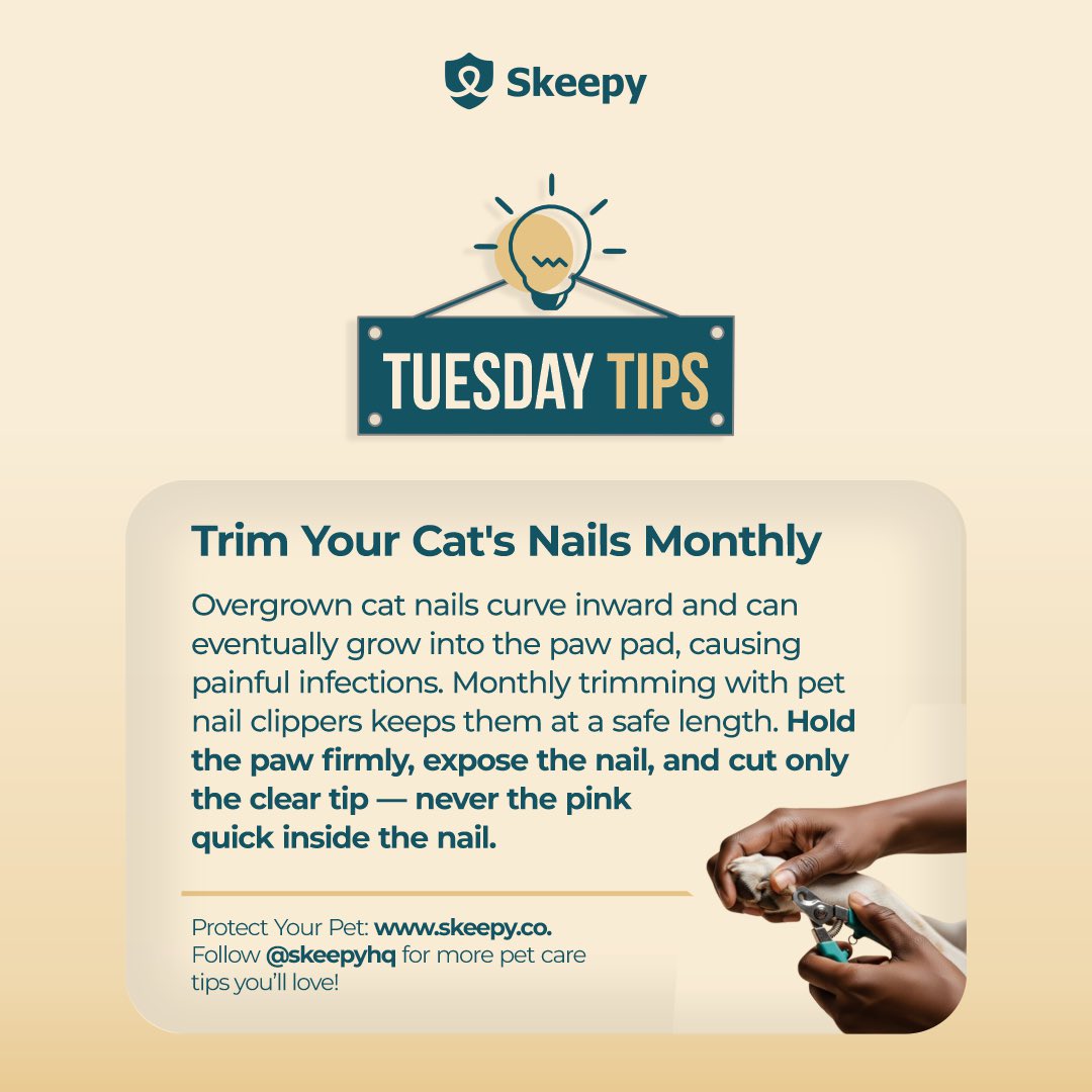 skeepyhq's tweet photo. How often do you trim your cat's nails? 🤔

Ideally, we'd like you to do it regularly. But if you're so busy, at least once a month is fine. ❤️

#skeepy #skeepypethmo #pethmo #petcare #tuesdaytips https://t.co/7DyeZbxtWu