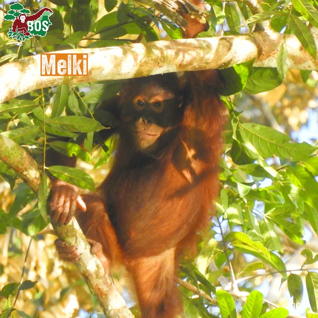 BOSUSA2's tweet photo. The story of Manggo and Melki is enchanting! Deep within the Bukit Batikap forest, the cycle of orangutan life continues, from mothers searching for food to infants learning how to survive in the forest 👉 https://t.co/jEgxhIwdfI https://t.co/j7yH403pSC