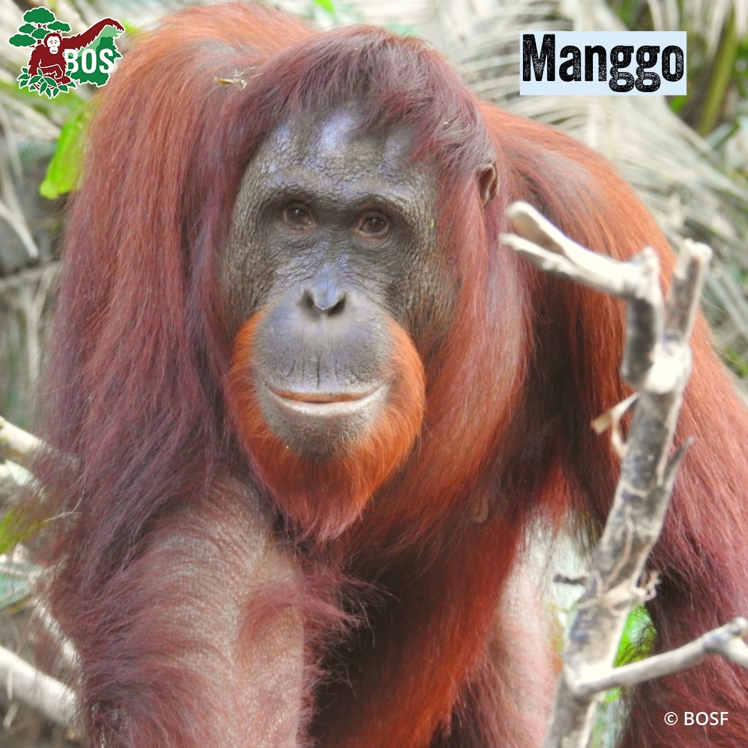 BOSUSA2's tweet photo. The story of Manggo and Melki is enchanting! Deep within the Bukit Batikap forest, the cycle of orangutan life continues, from mothers searching for food to infants learning how to survive in the forest 👉 https://t.co/jEgxhIwdfI https://t.co/j7yH403pSC