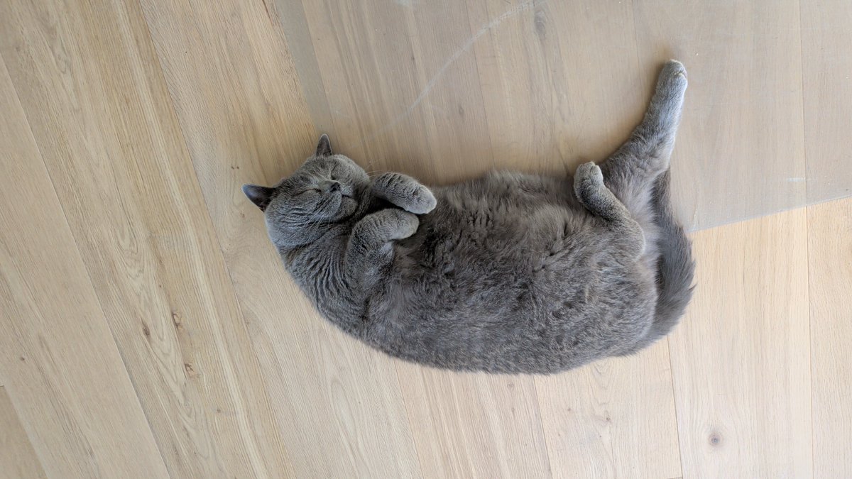 ThisIsFrag's tweet photo. the only living being who can wake me up at 5am and pay no consequences #cats https://t.co/dI1eMPlJKY