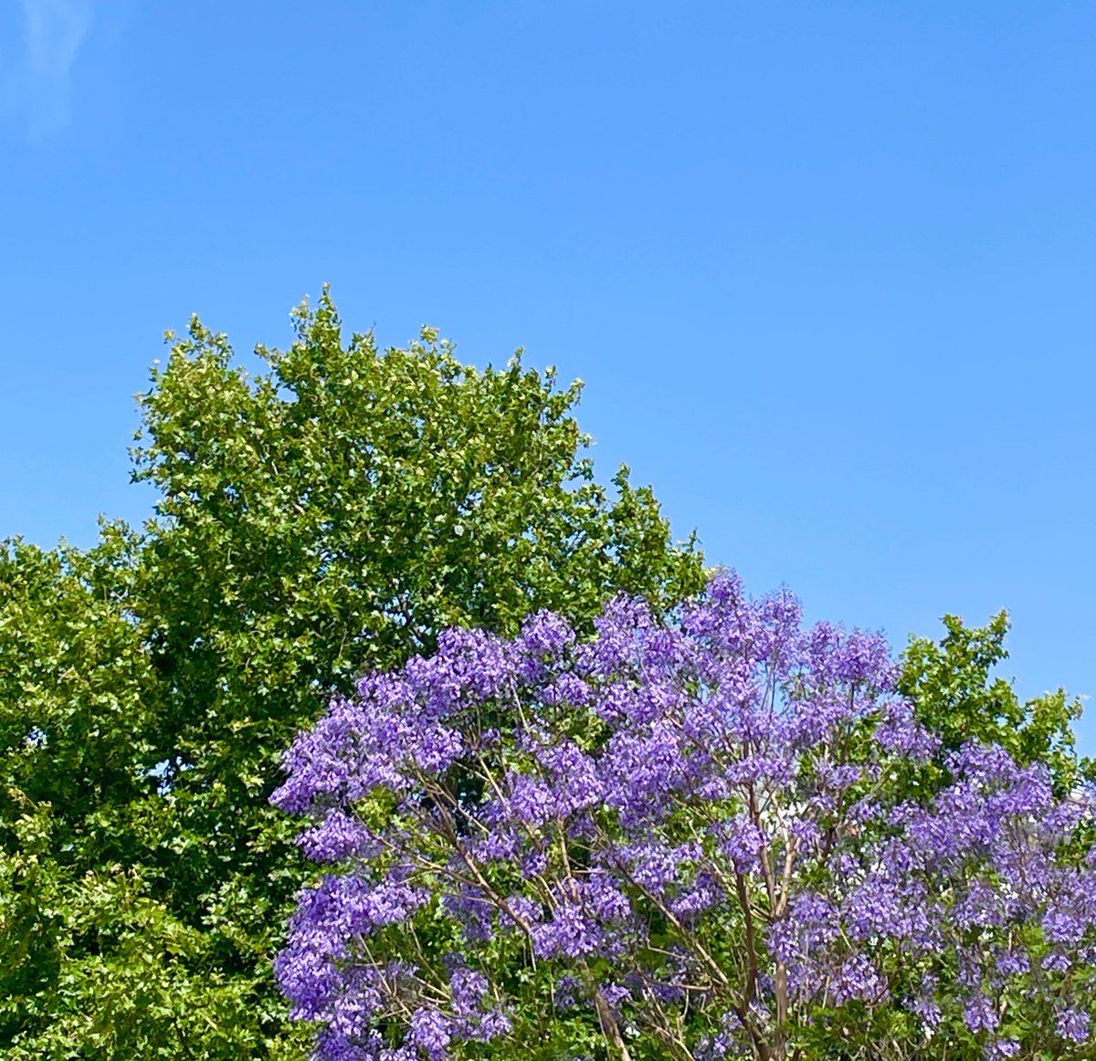 FernandesTiago's tweet photo. Jacarandá! 💜 https://t.co/W6eZi2tTiv