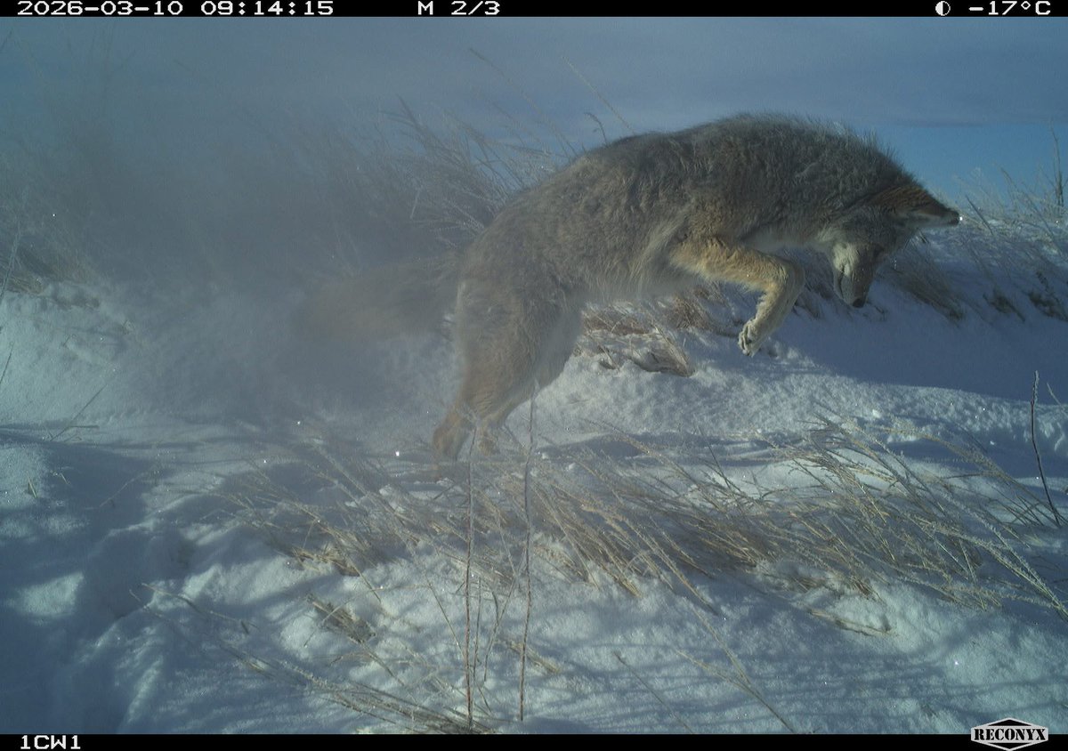trailcam tweet media