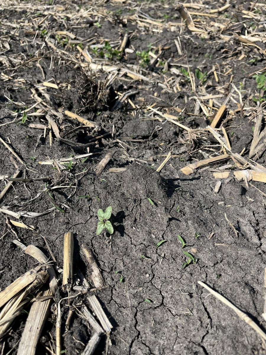 mjanders1's tweet photo. This will be a big week for corn postemergence herbicide applications to really ramp up. We’ve got morningglory, velvetleaf, and grasses emerging in these management plots at @ISUFieldLab. #ISUCrops https://t.co/7s2UKzR4S4