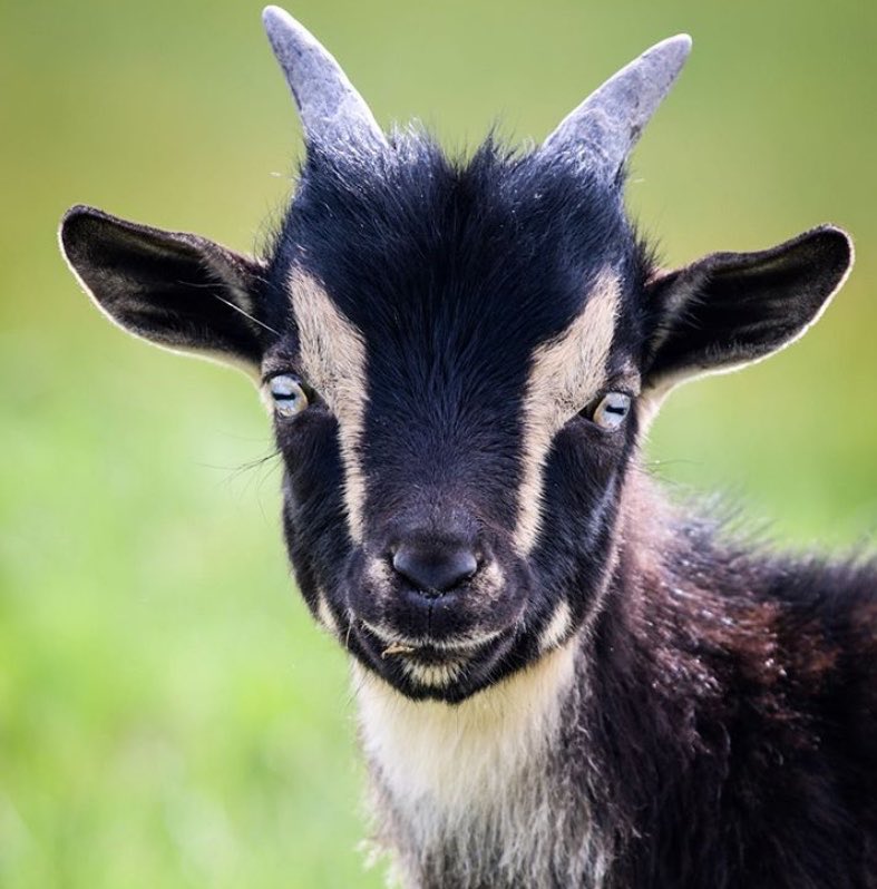 Goat of the Day 🐐 tweet media