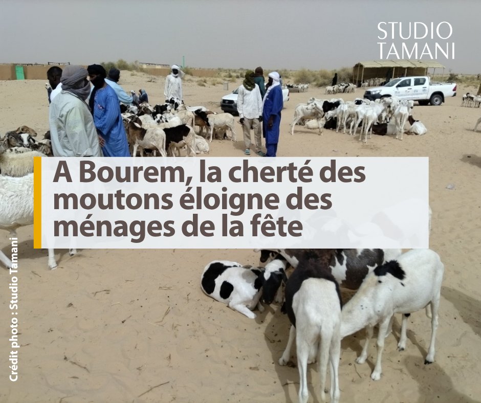 StudioTamani's tweet photo. #Mali Les prix des petits ruminants oscillent entre 65 000 et 200 000 FCFA à #Bourem.
𝑫𝒆𝒔 𝒑𝒓𝒆́𝒄𝒊𝒔𝒊𝒐𝒏𝒔 𝒊𝒄𝒊👇
https://t.co/VMp9CGc3mr https://t.co/tu7mBT8EUC