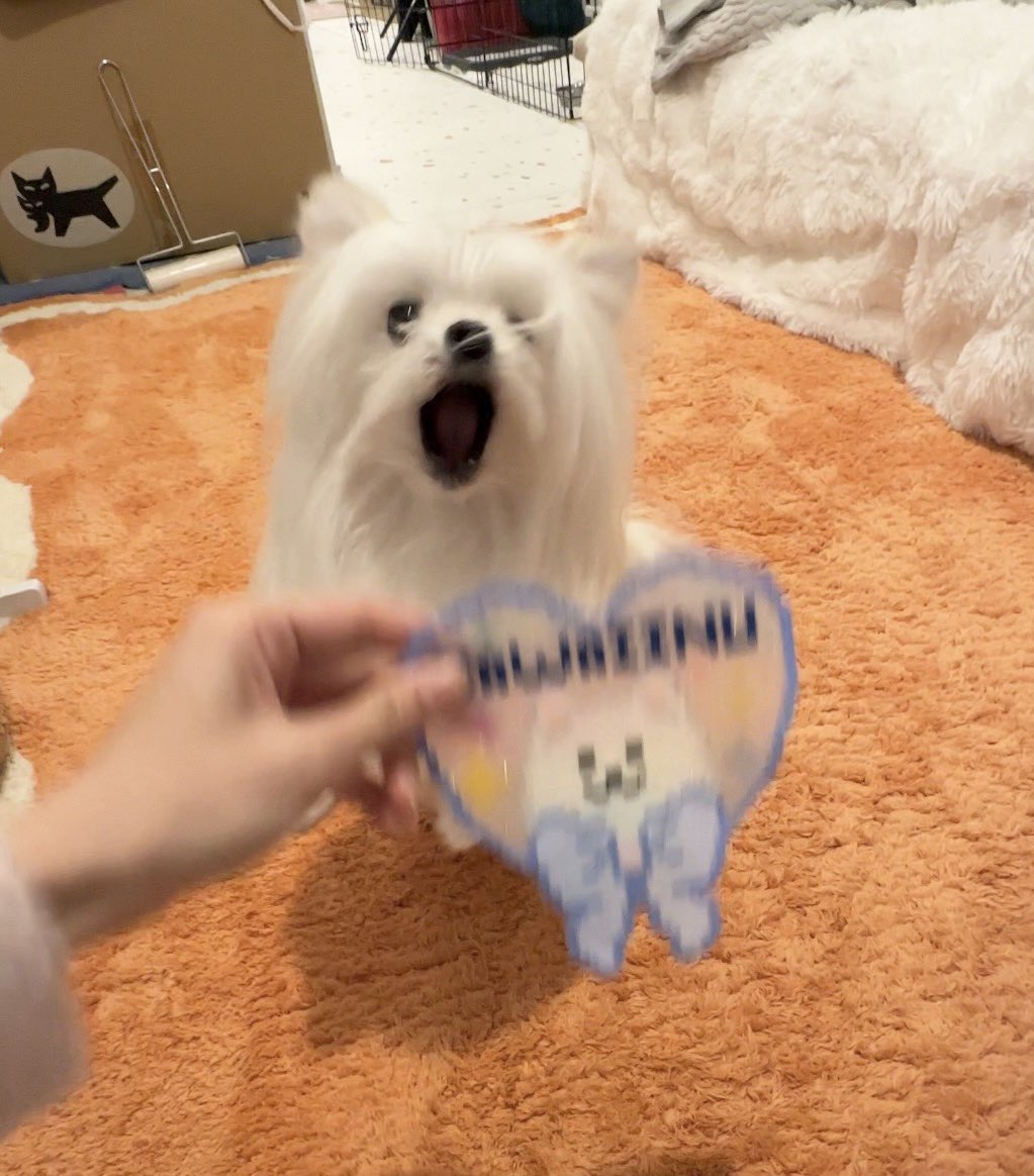 かわいーぬ (@kawai_nu_san) / Posts / X