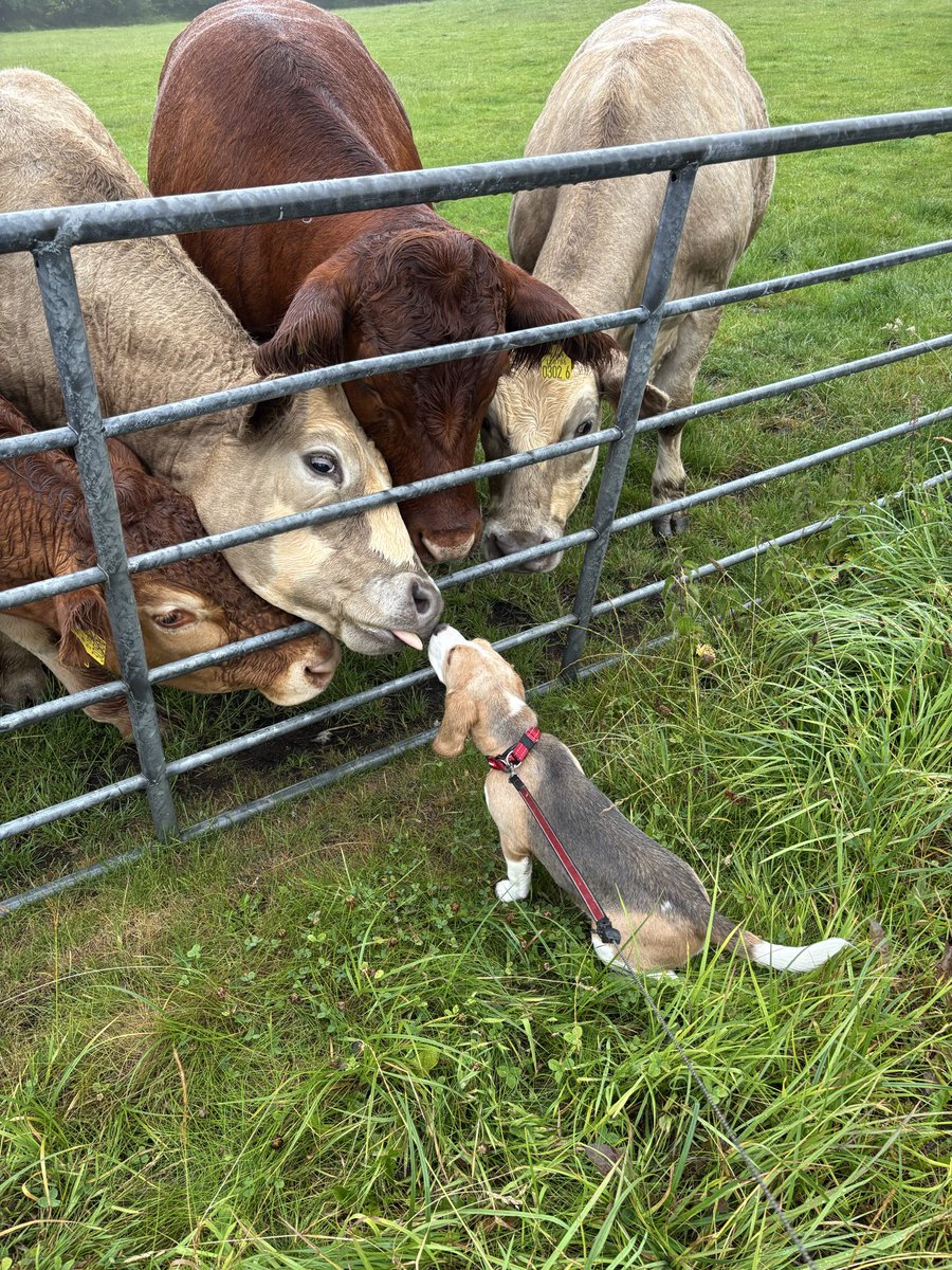 HugoBlueBeagle's tweet photo. Slightly different #TongueOutTuesday! The big lickers are back! Puppy pic from last July &amp; I obviously still need a wash …🐮👅❤️🐶#beagle #beaglepuppy #TOT https://t.co/npkkzNDOHV
