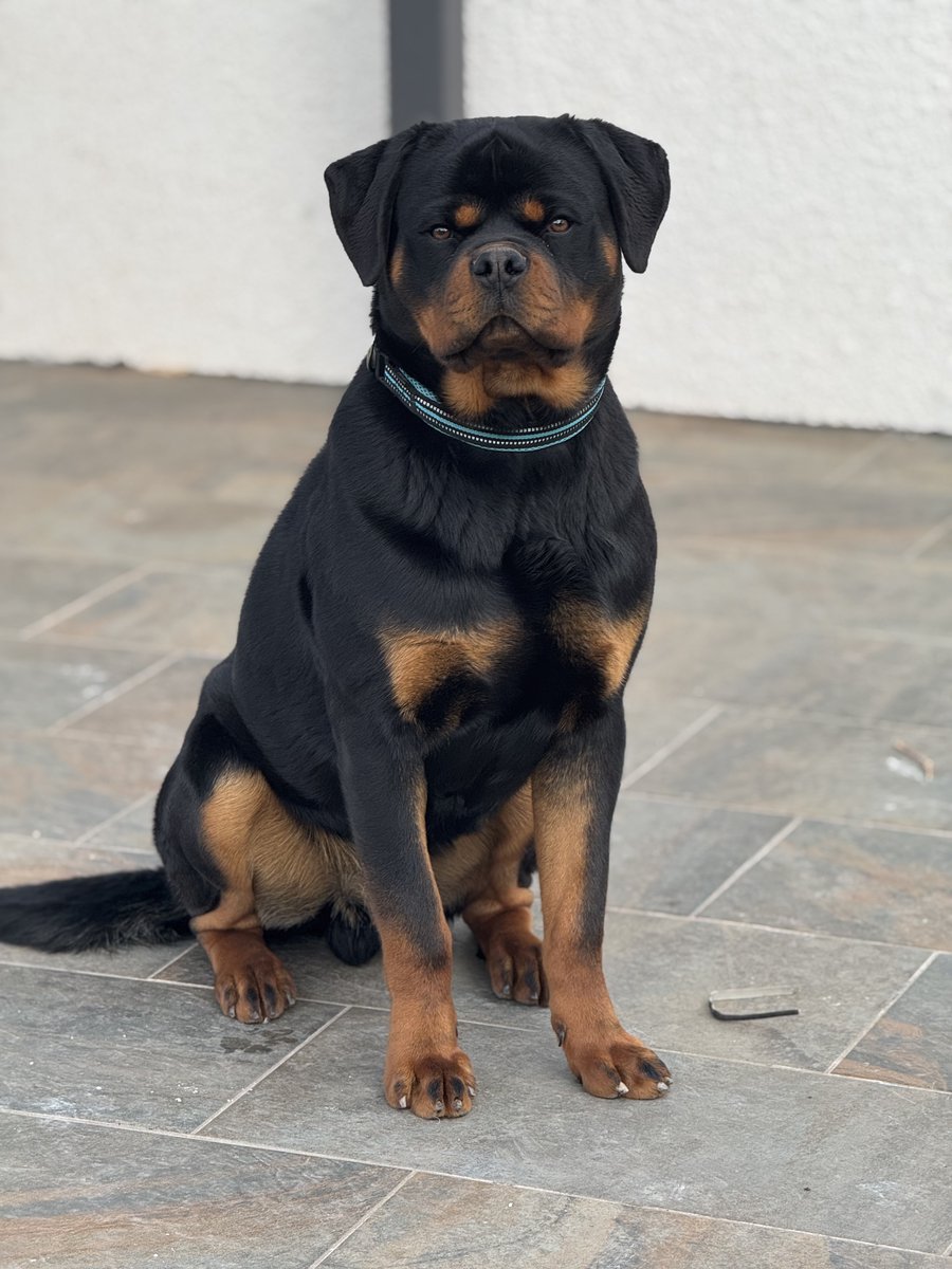 Chiens@Donner tweet media
