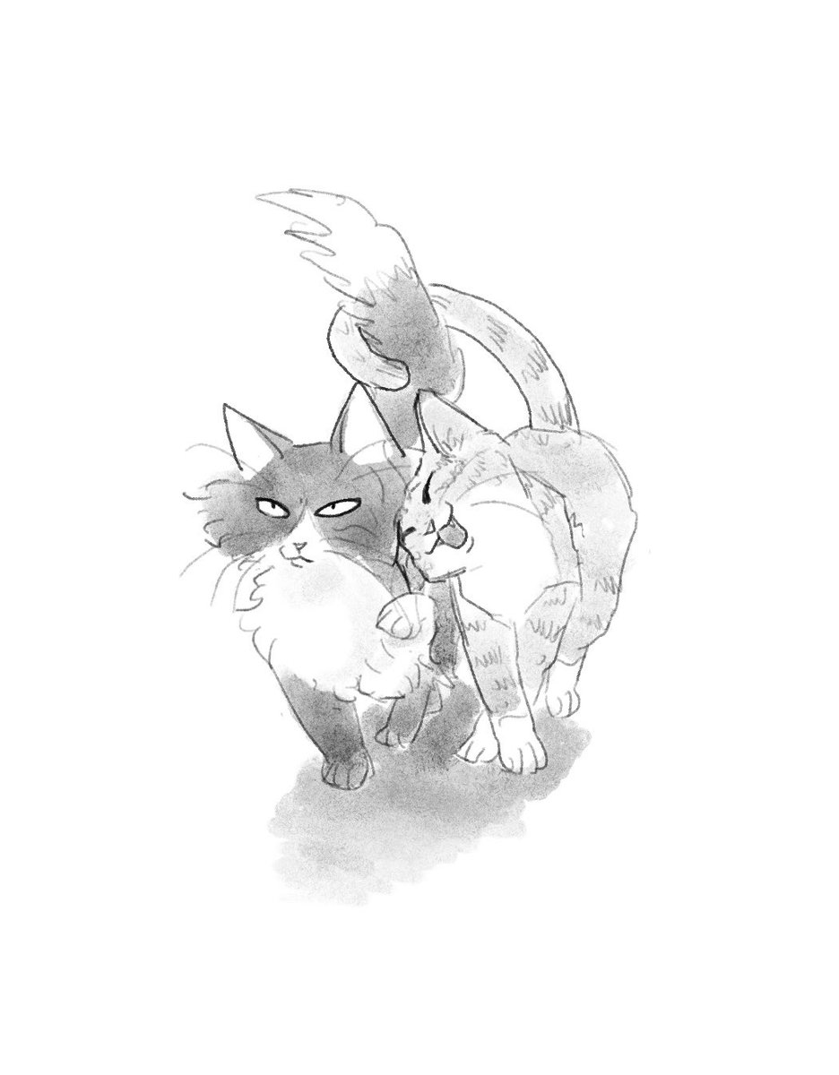 tultultoltol's tweet photo. 코릴라 고양이와 희망이 고양이 https://t.co/6mMapxDNq4