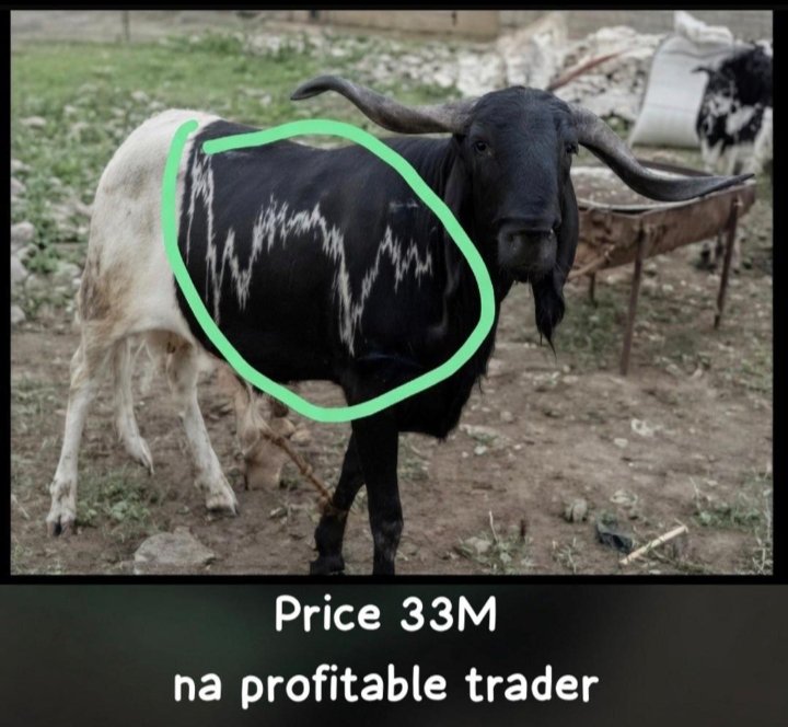 Ladeblockchain's tweet photo. Price tag 
DM for discount 

This is profitable ram trader https://t.co/D82OV44UZ9