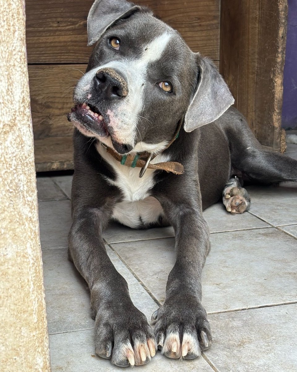 Rescue dogs for rehoming tweet media