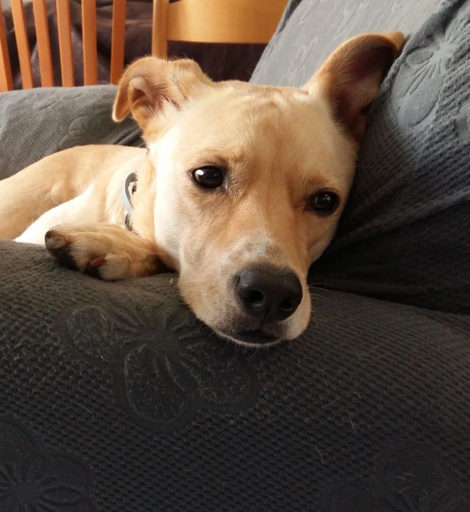 IOvchi's tweet photo. Art of the Day! "A sad dog in a grey armchair". Buy at: https://t.co/BXjwsLKnX9 https://t.co/Tzzotk6Ro0