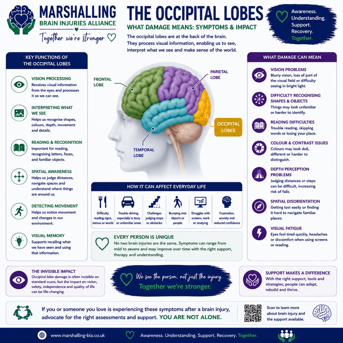 Marshalling_CTE's tweet photo. Understanding Your Brain – The Occipital Lobes
The occipital lobes process visual information and help us recognise shapes, colours, movement and distance.
Damage can affect reading, vision, balance and confidence — often through invisible symptoms others may not understand. https://t.co/IMzUWB7PEy