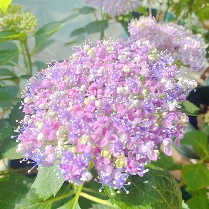 Botanichka's tweet photo. Гортензия крупнолистная «Микава Чидори» (Hydrangea macrophylla 'Mikawa Chidori')

Уникальный, компактный (1.0–1.2 м) красивоцветущий кустарник с необычными плоскими соцветиями, меняющими окраску от нежно-розовой до небесно-голубой в зависимости от кислотности почвы

#растение https://t.co/vaAlmLYUHe