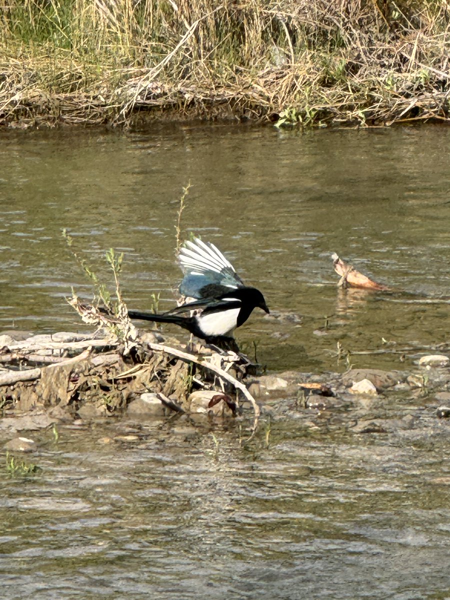 SLB_211's tweet photo. Trying for arty shot with magpie in wild lilac but no cooperation 🤪
#Magpies #Lilac 🖤💜
A beautiful morning by the river. https://t.co/eb29Ob1ynG