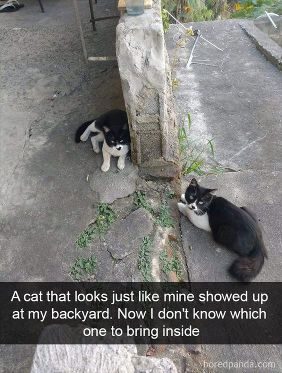 WholesomeMemes tweet media