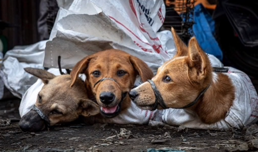 SaveKoreanDogs tweet media