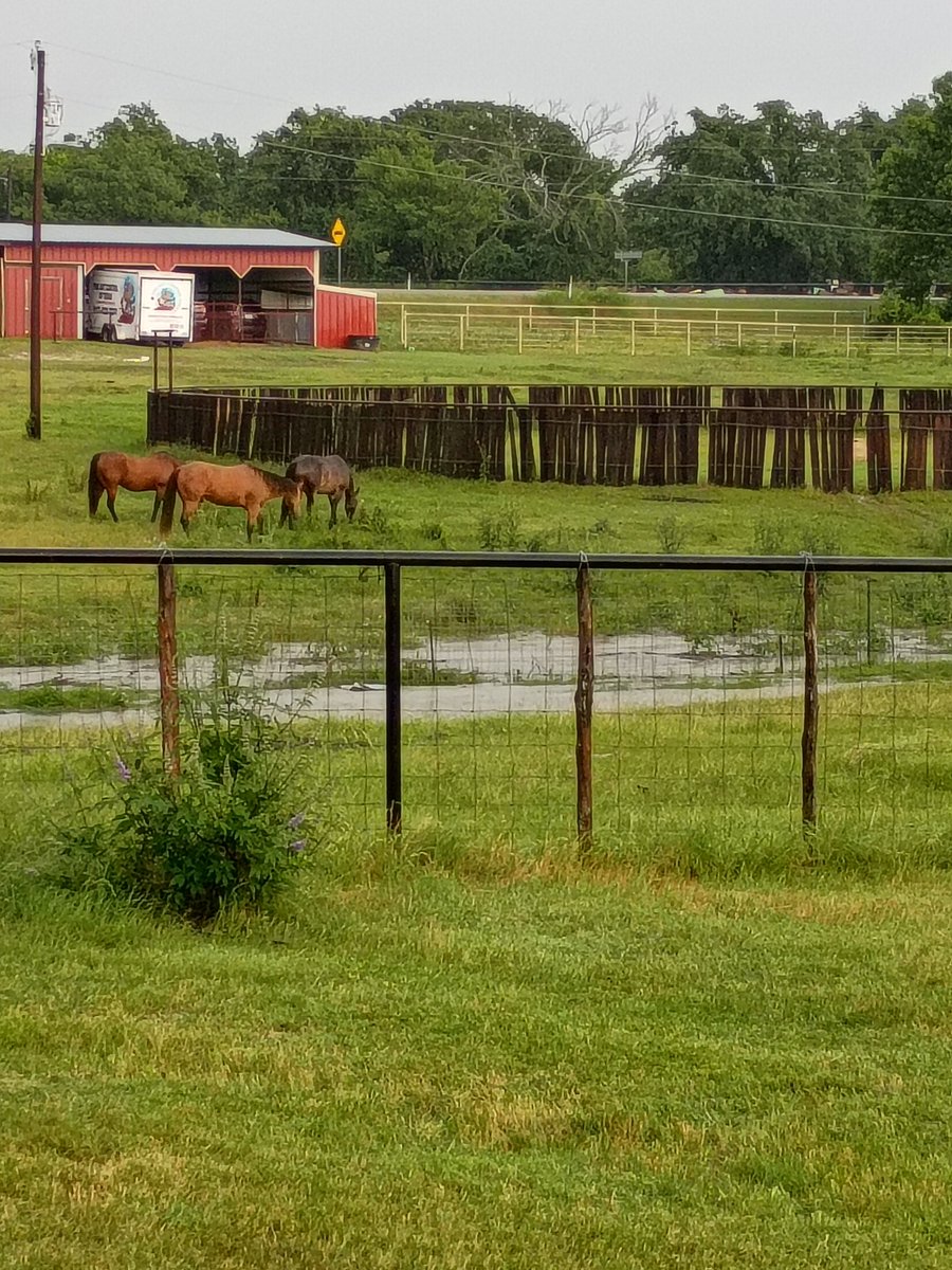BuffaloRon tweet media