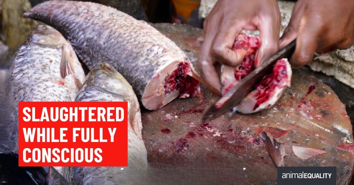 India_AE's tweet photo. 🐟 🔪 The fish that reach the market are sold in deeply unsanitary conditions. While still fully conscious, they are thrown into containers and buried under ice. In that same state, their gills are sliced open, causing them to bleed out and die. 💔

🌿 We have the power to end this mass torture by eliminating meat from our diet and replacing it with delicious plant-based meat.

Visit https://t.co/h4NTQdW1hR  to know more.

#cruelfishfarming #fishfeelpain #plantbasedmeat #veganism #animalequality