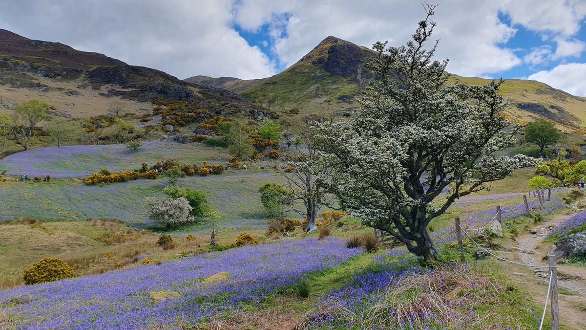 thehikinghermit's tweet photo. A few photos from a recent hike up Rannerdale Knotts in the Lake District. It was a great time to do the hike as the lengendary bluebells were in bloom. #bluebells #rannderdaleknotts #lakedistrict #buttermere #crummockwater https://t.co/Y9bcwGHxJA