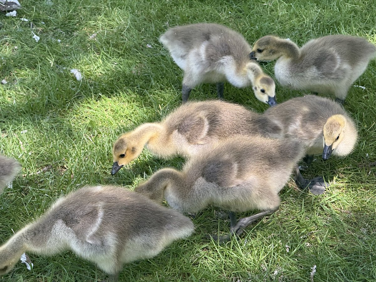 GeeseAll's tweet photo. This family of Canada  geese have 14 goslings!  River Thames, Reading https://t.co/cIEFAUUWVR