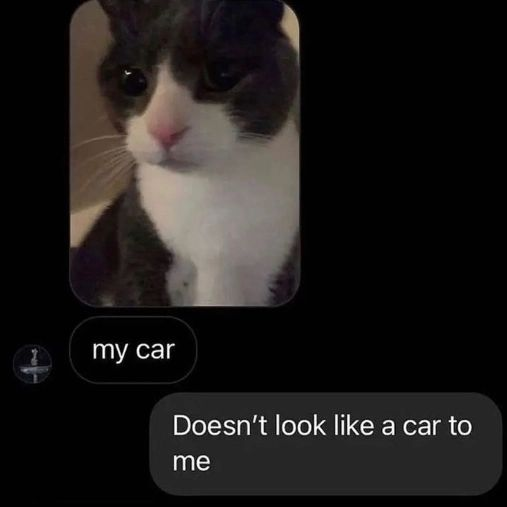 Punch Cat tweet media