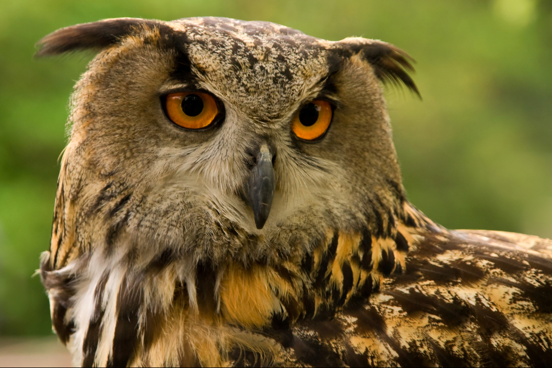 Fundación Biodiversidad tweet media