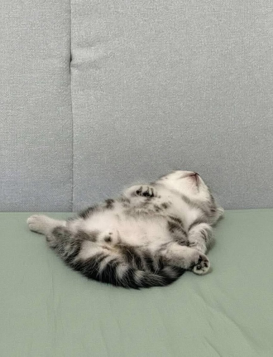 Post by こねこ図鑑 on X: 🥺