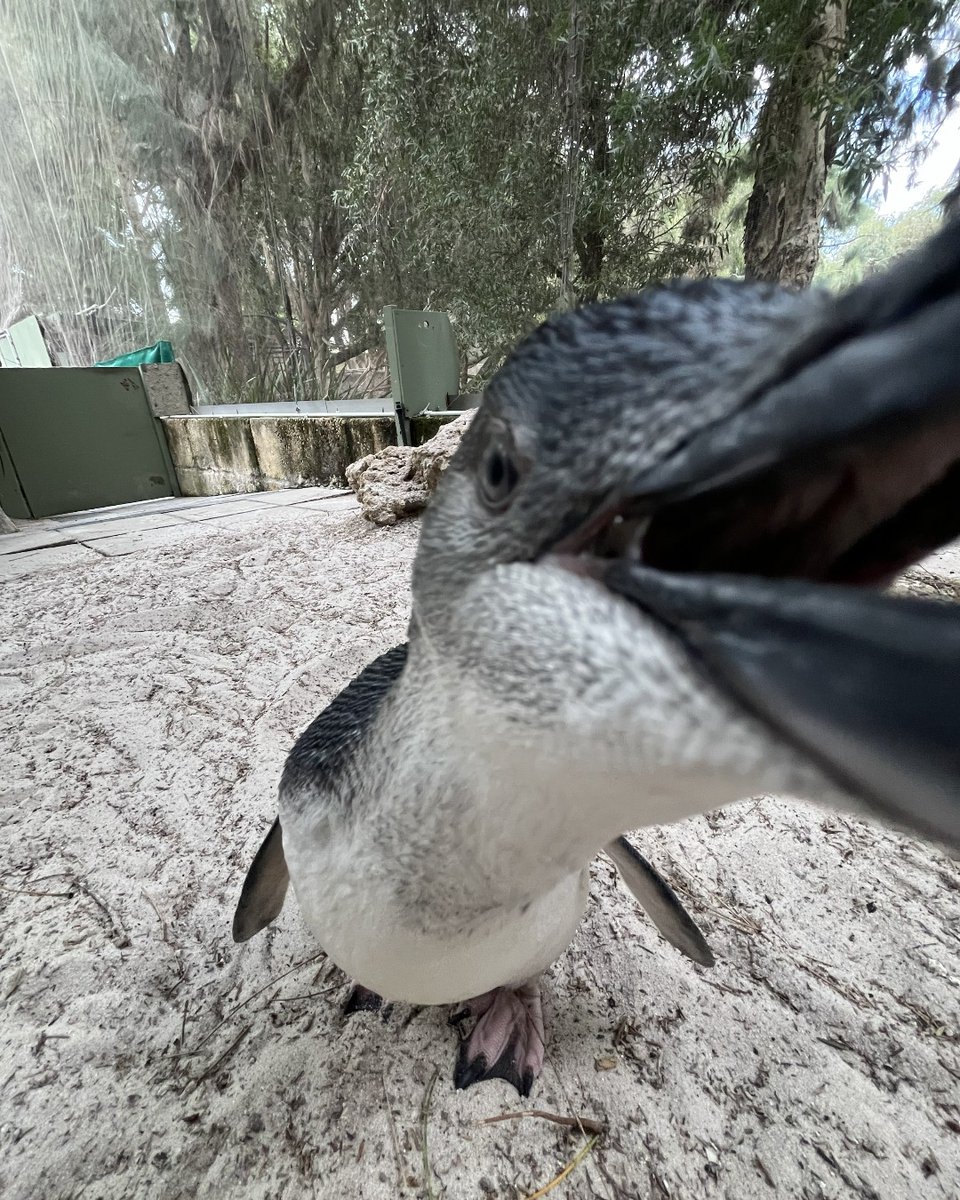 PerthZoo tweet picture