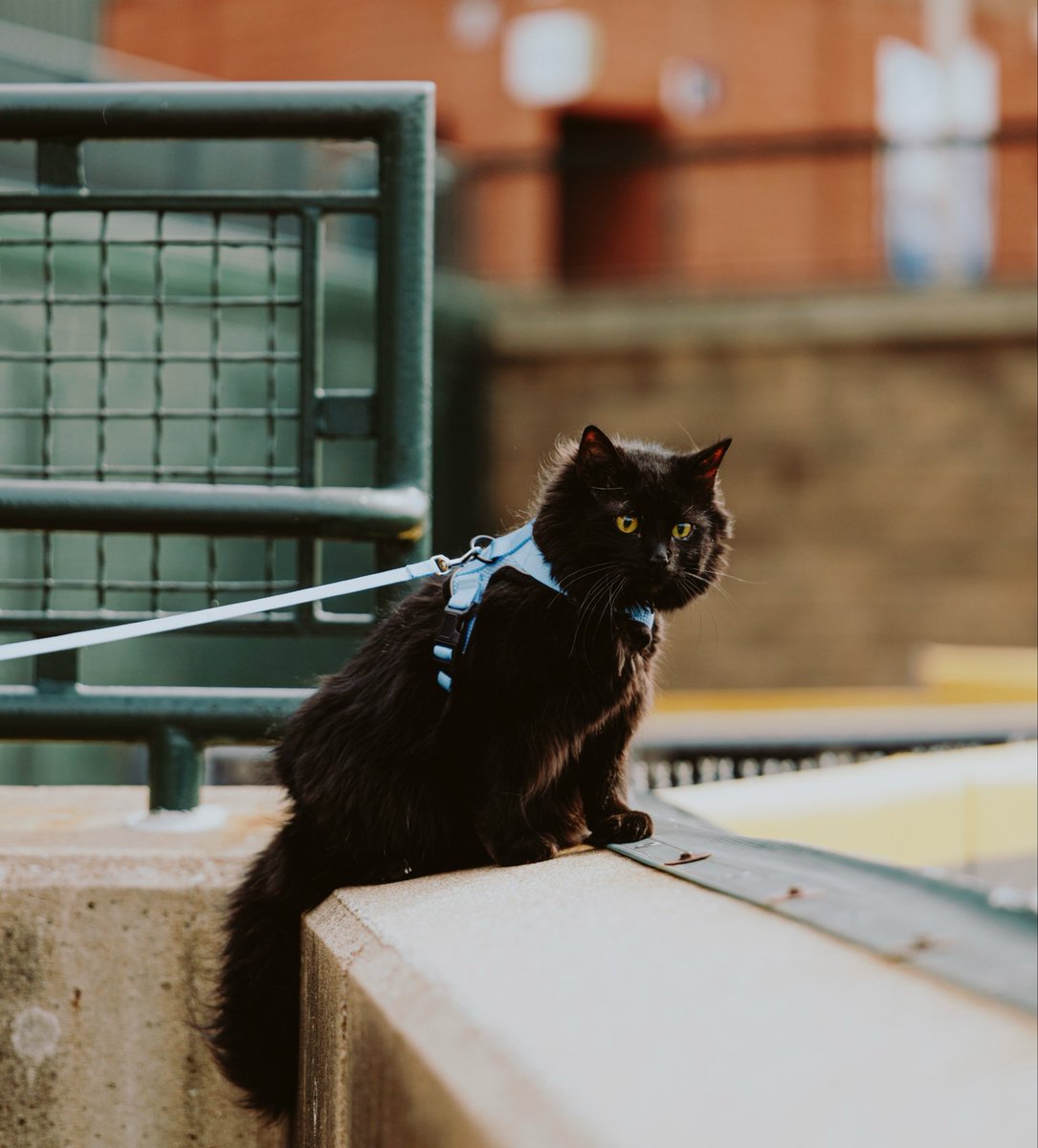 Louisville Bats tweet media