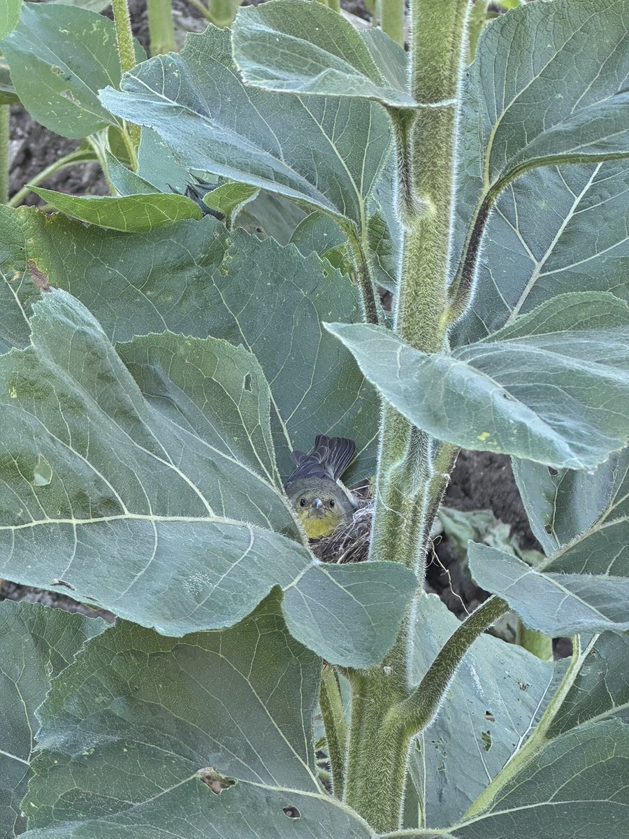 UnderwoodFamilyFarms tweet media