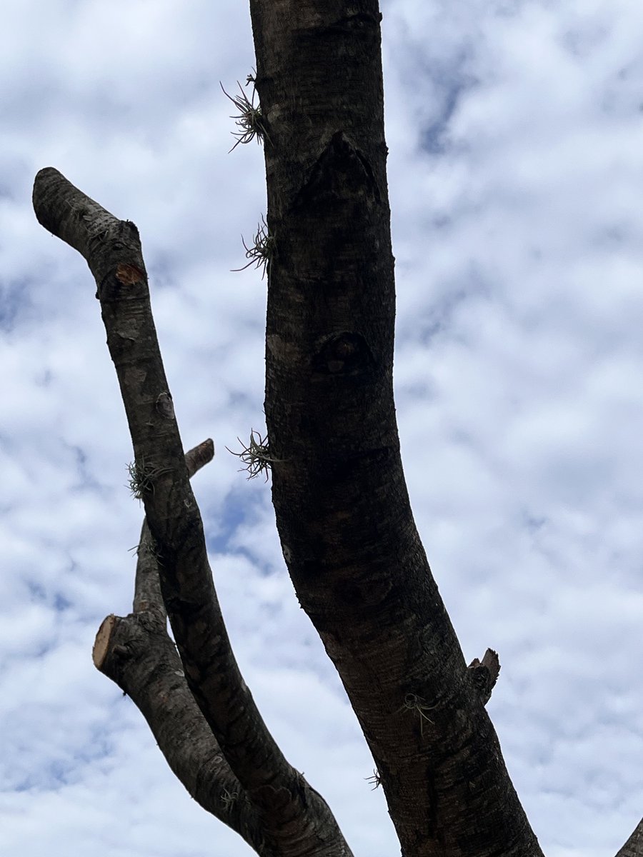 escovargabriela's tweet photo. Mocharon ese árbol y le dejaron la tiña en el tronco. Los restos de los árboles que han podado,los dejan enteramente en el suelo. 

La tercera foto muestra la inmundicia de las caminerías del parque del este. 

Me temo que no notan el desastre. https://t.co/T0jT79R5Kj