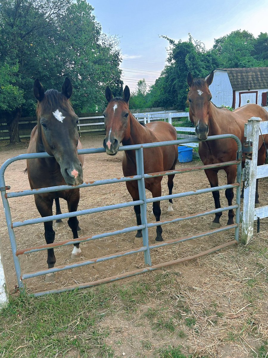 lole_Intuition's tweet photo. I'm going horseback riding today! Hopefully, the horse I chose will be gentle. https://t.co/8bDi1An2zt