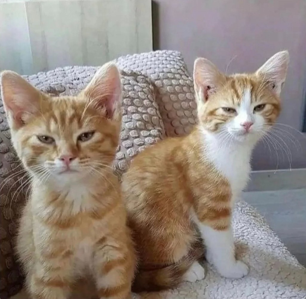 We don't deserve cats 😺 tweet media