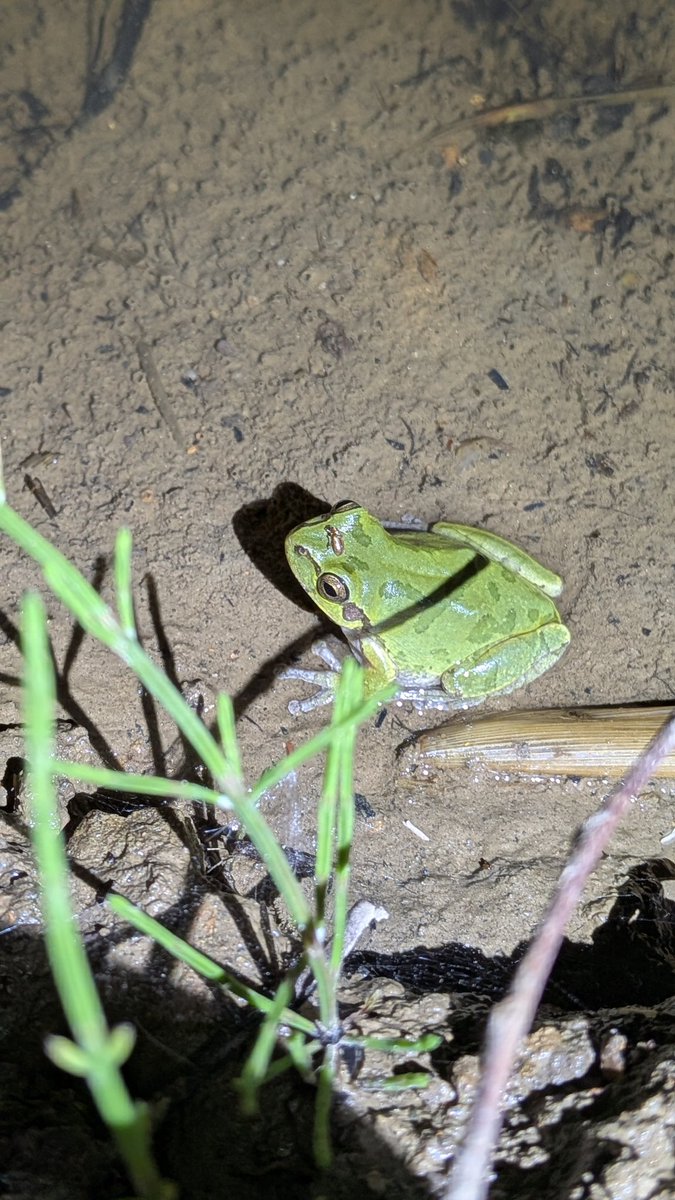 katayamngpuddin's tweet photo. アマガエルが2匹ビオトープにいた。
繁殖してくれないかな。
#湿地帯ビオトープ https://t.co/zDgYeN6F3j