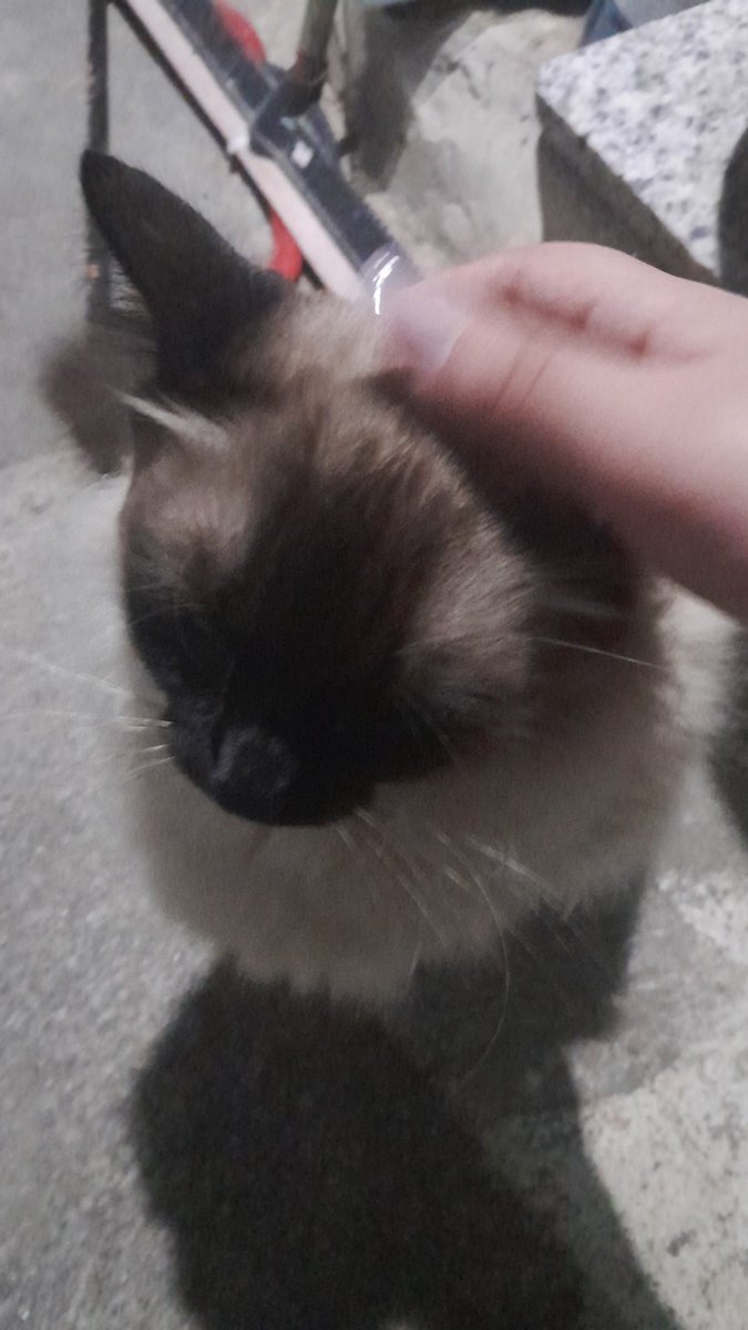 Liyo/Yoi 𖦹 (lendo SVSSS) tweet media