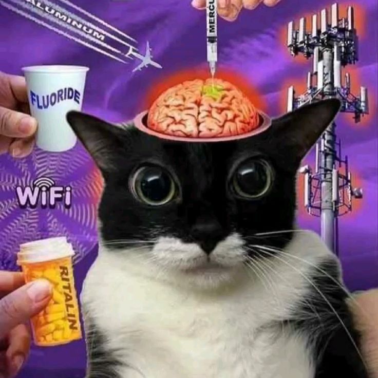 ↯𝔽𝕣𝕖𝕤𝕙𝐌𝐗⋆ tweet media