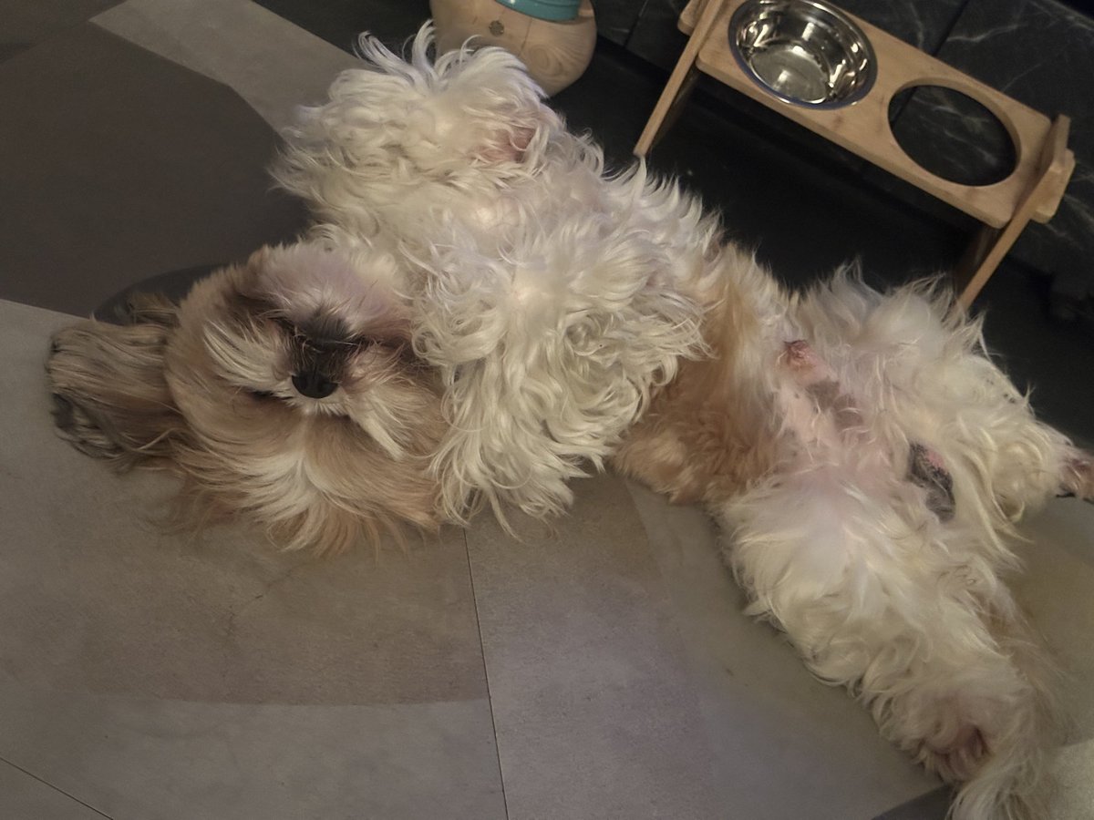 roybucho's tweet photo. Zzzz🐶💤💤💤 https://t.co/LGHGNTWoPP
