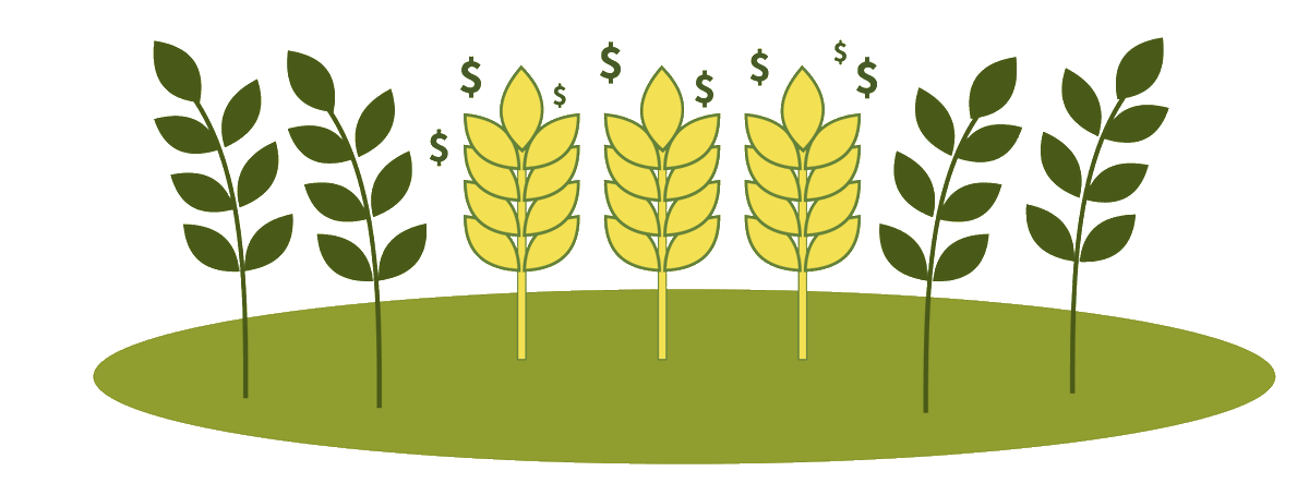 belchimcanada's tweet photo. Picking up your #ManipulatorPGR today is protecting your cereals' future for tomorrow. Whether it's nutrient efficiency, improved harvestability or stronger yield, #ManipulatorPGR is the smart choice today, for tomorrow. https://t.co/WnIYdClNPY