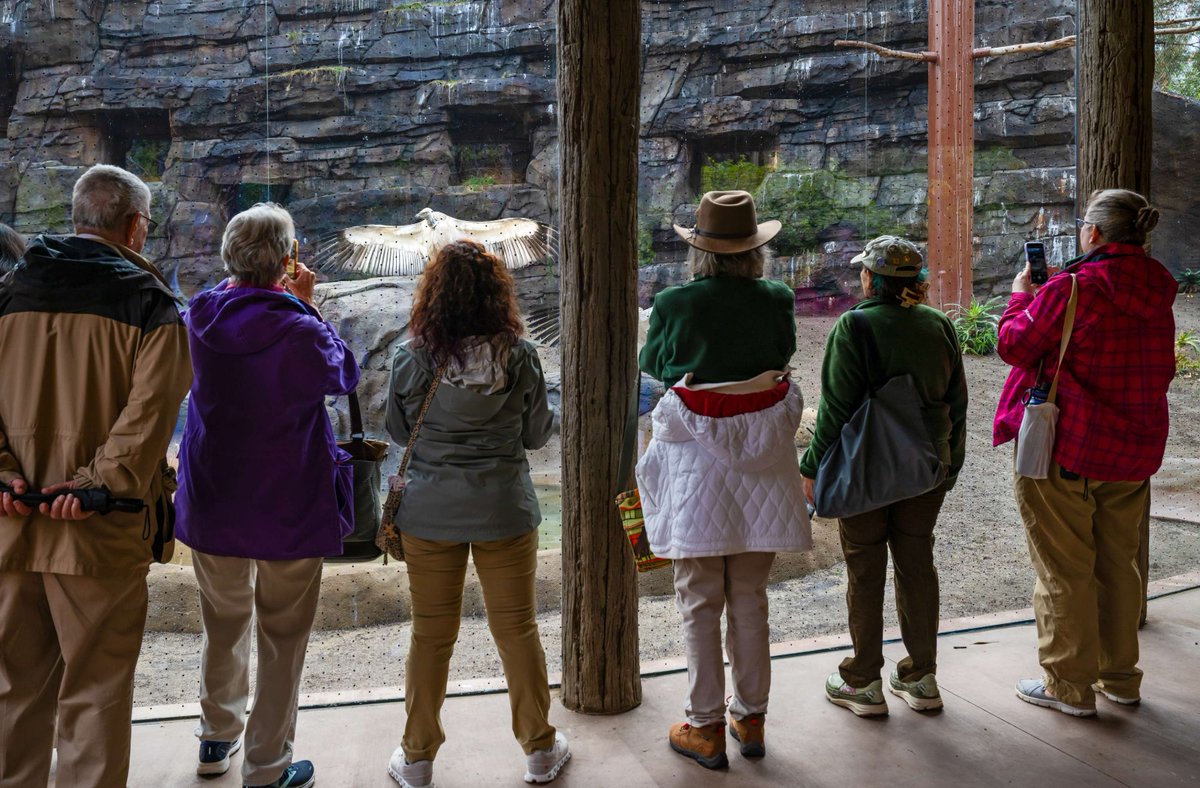 LAZoo's tweet photo. 🚨ATTENTION L.A. ZOO MEMBERS🚨 Visit the Zoo early this Saturday, May 30, 8:30-10 a.m., for an exclusive look at the L.A. Zoo before it opens! Not a member? Join now: https://t.co/LJ6Ky8lWJH https://t.co/tMlikBP1VB