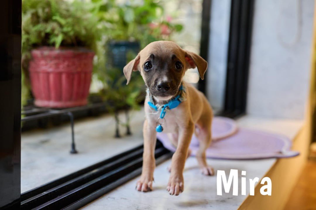 FernFly's tweet photo. ❤️ 4 tiny 2-month-old puppies — Tara, Mira, Kali &amp; Kabira —are looking for their forever homes in Mumbai! 🐾

They deserve warm laps, safety &amp; a family that never leaves them. 🏡

Email: cat@dogwithblog.in

RT! https://t.co/ogJjuFPYZz