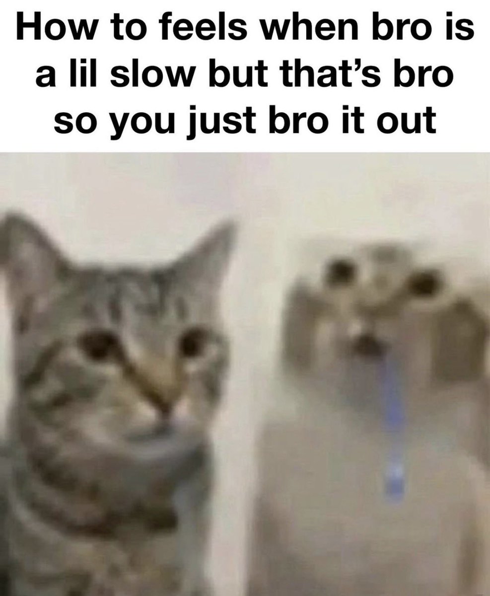 LiterallyMeCats tweet media
