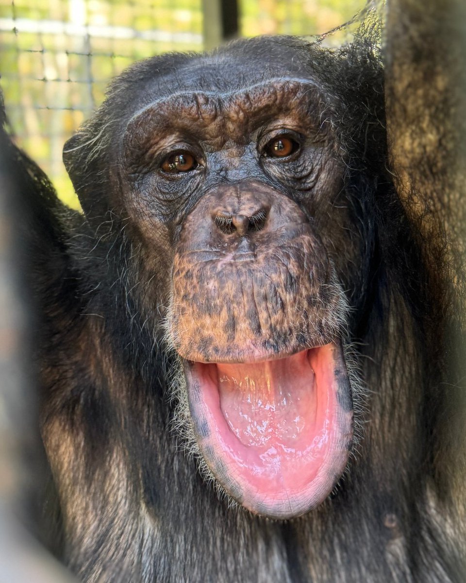 Project Chimps tweet media