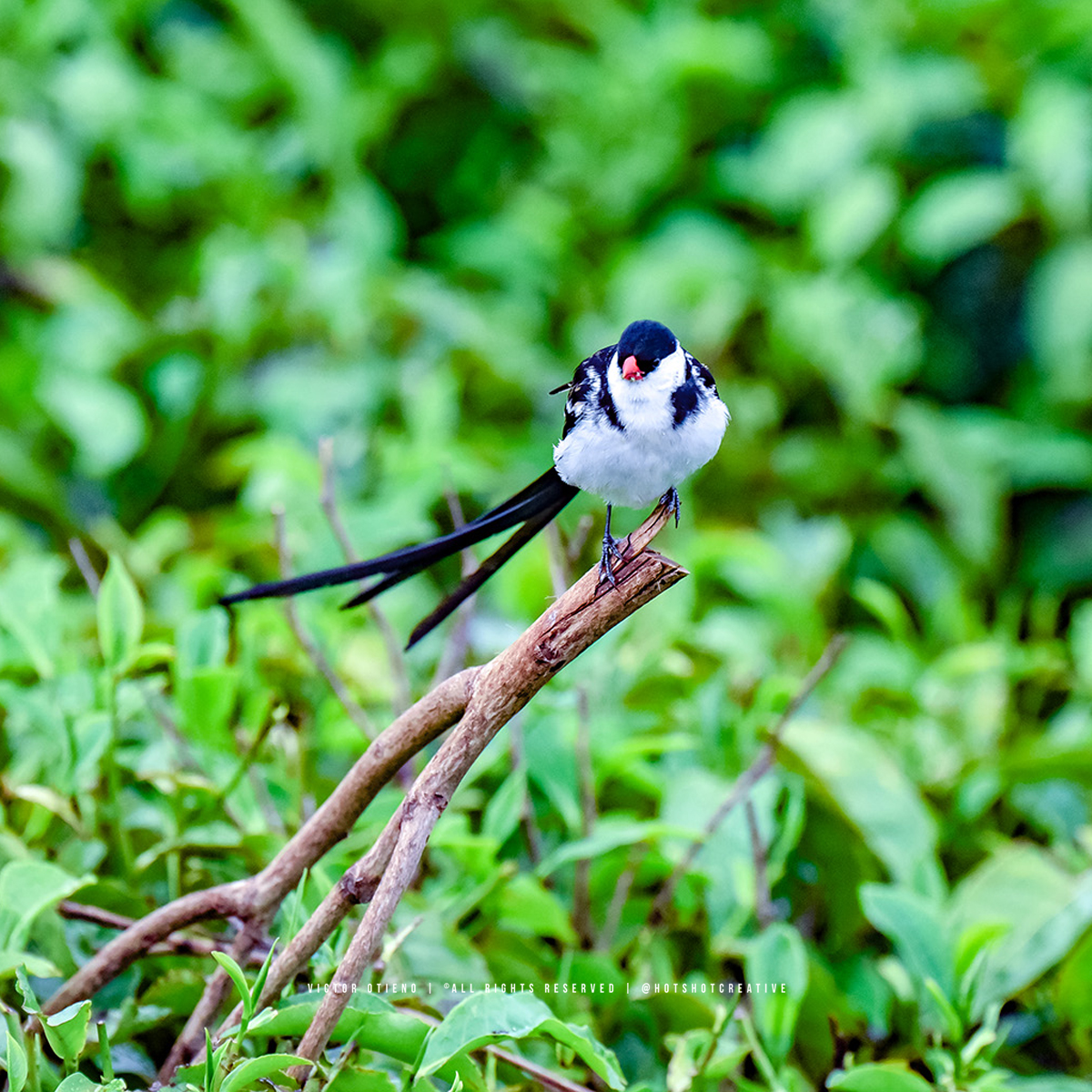 hotshotcreative's tweet photo. Male Pin-tailed Whydah (Vidua macroura) in breeding plumage amidst the tea fields of Sotik. #BirdsofKenya #BirdPhotography https://t.co/nYnf6ZKXwi
