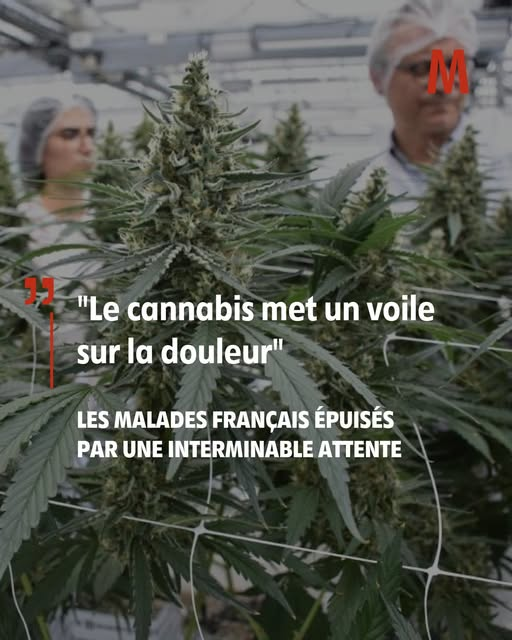 JRenardiere's tweet photo. "Pour  l’hantavirus, le ministère de la Santé a réussi à sortir un décret en  deux heures. Pour le cannabis médical, on attend depuis plus de deux  ans."
https://t.co/dz6xPB4hJZ https://t.co/JzVB8hC19d